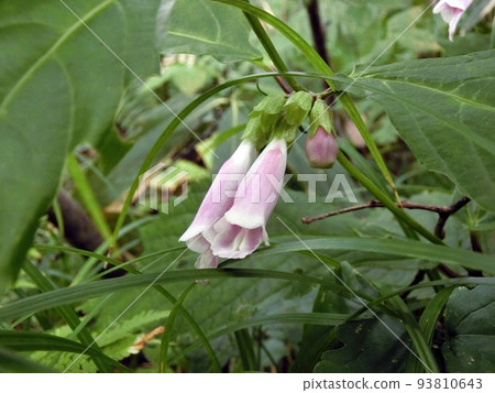Thymus (Lake Towada, 8/30) 93810643