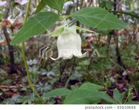 White flowers of wild carrots (Lake Towada, 8/30) 93810688