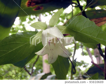 White flowers of wild carrots (Lake Towada, 8/30) 93810689