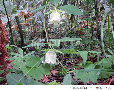 White flowers of wild carrots (Lake Towada, 8/30) 93810690