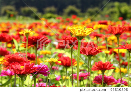 Yamanaka, Yamanakako Village, Minamitsuru District, Yamanashi Prefecture Hana no Miyako Park close-up of zinnias in full bloom Yamanaka, Yamanakako Village, Minamitsuru District, Yamanashi Prefecture Hana no Miyako Park close-up of zinnias in full bloom 93810898