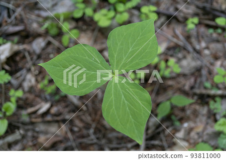 Trillium leaves with three large leaves Trillium leaves with three large leaves 93811000