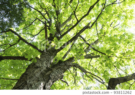 A large tree with fresh green horse chestnut leaves that look like hands 93811262