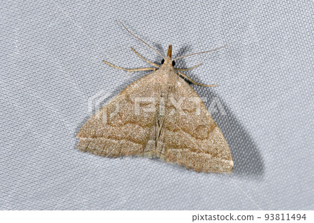 Kashiwa Atsuba (Hokkaido Tsurui Village) 93811494