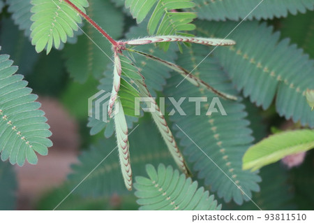 Landscape with green foliage closed mimosa Landscape with green foliage closed mimosa 93811510