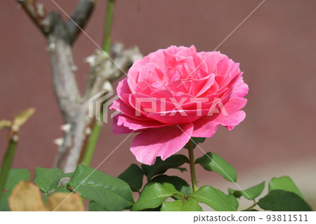 Landscape with pink petaled rose named Abdel Landscape with pink petaled rose named Abdel 93811511
