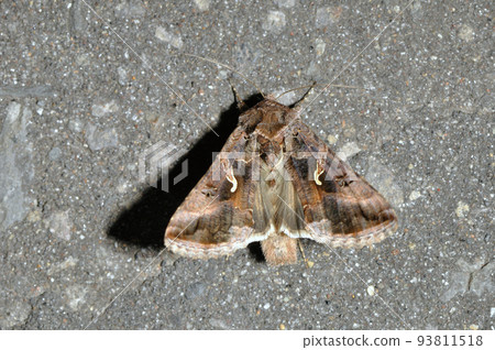 Keiginmonuwaba（北海道知床） 93811518