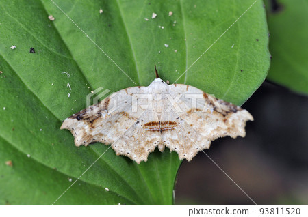 White Tentus Makiri Atsuba（岡山縣新見市） 93811520