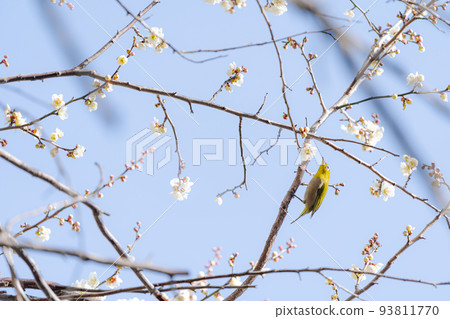 White-eye searching for plum blossoms 93811770