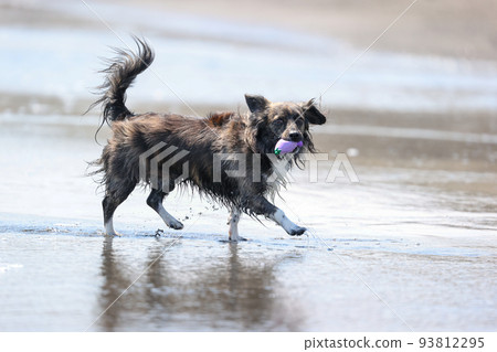 Chiwax dog playing in Shonan sea Chiwax dog playing in Shonan sea 93812295