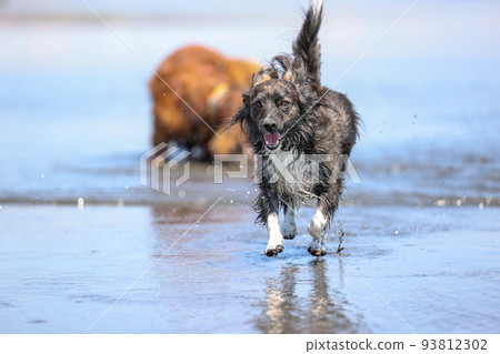 Chiwax dog playing in Shonan sea Chiwax dog playing in Shonan sea 93812302