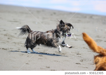 Chiwax dog playing in Shonan sea 93812305