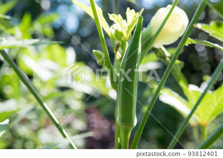 秋葵的花和果實 秋葵的花和果實 93812401