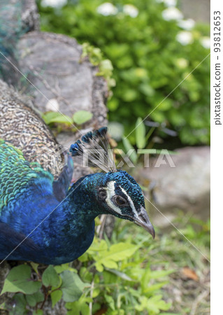 Free-roaming peacocks I encountered when I went out 93812653