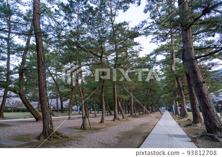 松樹成蔭的出雲大社 93812708