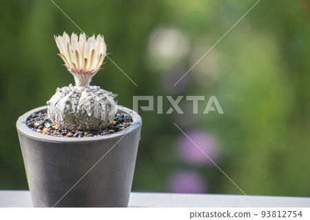 Astrophytum blooming in early summer 93812754