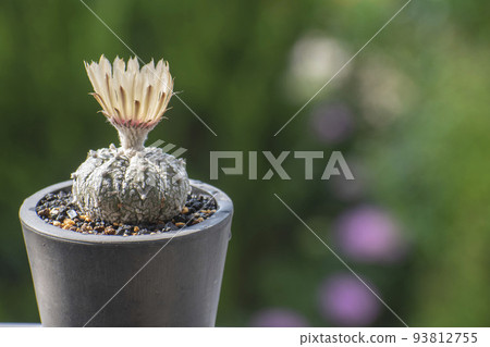 Astrophytum blooming in early summer 93812755