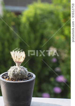 Astrophytum blooming in early summer Astrophytum blooming in early summer 93812758
