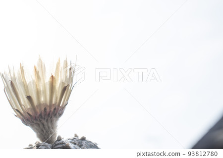 Astrophytum blooming in early summer 93812780