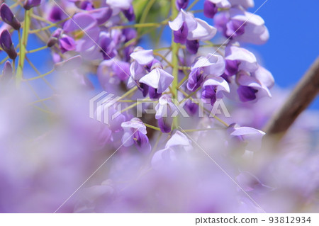 紫藤花 紫藤花 93812934