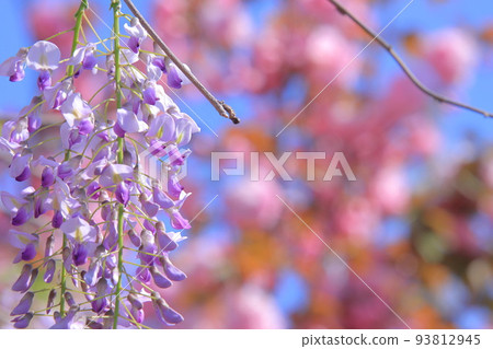 紫藤花和重瓣櫻花 93812945