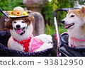 Shiba Inu wearing a wig 93812950