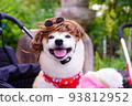 Shiba Inu for Halloween 93812952
