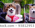 Shiba Inu in costume 93812953