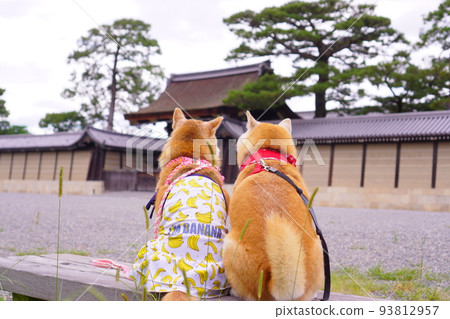 Conversation between Shiba Inu Conversation between Shiba Inu 93812957