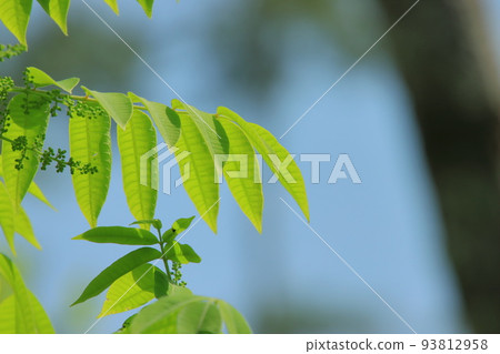 Deep green leaves Deep green leaves 93812958