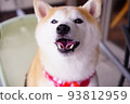 Shiba Inu starting to talk 93812959