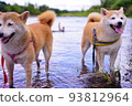 Shiba Inu playing in the river 93812964