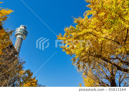 Yellow leaves and Yokohama Marine Tower 93813164