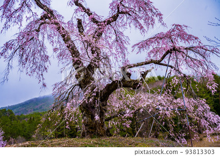Weeping cherry trees in Hiroshima, Yamagata-gun, Kitahiroshima and Nagasawa Weeping cherry trees in Hiroshima, Yamagata-gun, Kitahiroshima and Nagasawa 93813303