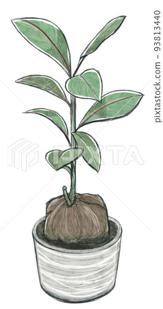 Hand-drawn botanical illustration, Gobannoashi (Ballingtonia) flowerpot Hand-drawn botanical illustration, Gobannoashi (Ballingtonia) flowerpot 93813440