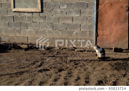 cat in the backyard, against the background of a gray wall, at sunset cat in the backyard, against the background of a gray wall, at sunset 93813714