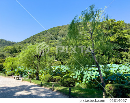 炎炎夏日的栗林公園(8月下旬) 炎炎夏日的栗林公園(8月下旬) 93814067