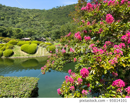 炎炎夏日的栗林公園（8月下旬/紫薇） 93814101