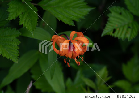 Yuri Ken Yuri Ken 93814262