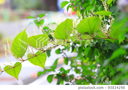 Japanese knotweed with white flowers 93814298