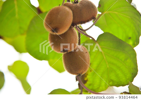 等待秋收的獼猴桃 等待秋收的獼猴桃 93814464