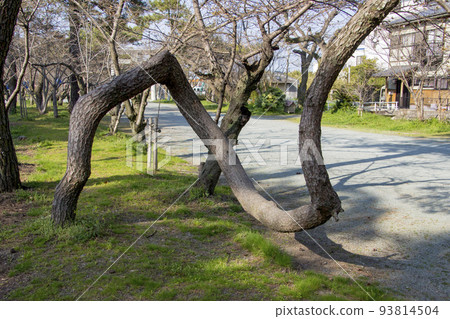 Dance pine on the approach to Mihashira Shrine in Yanagawa City 93814504