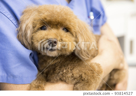 Female veterinarian holding a dog in a stick hospital 93814527