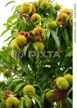 大栗子果實 93814602