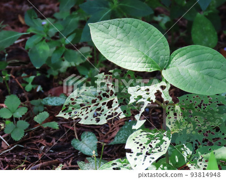Worm-eaten leaf 93814948