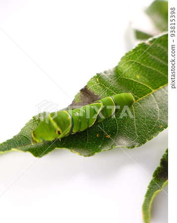 Caterpillar caterpillar larva swallowtail butterfly 93815398