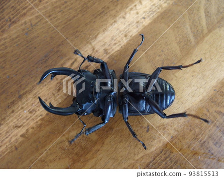 巨型鍬蟲昆蟲肚腿觸覺 93815513