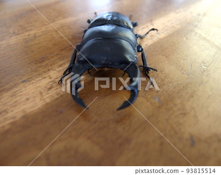 Giant stag beetle front horn insect 93815514