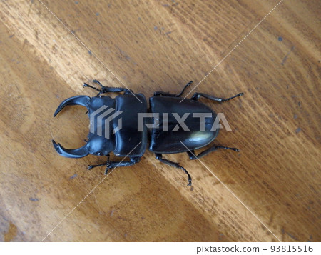Giant stag beetle insect insect horn Giant stag beetle insect insect horn 93815516