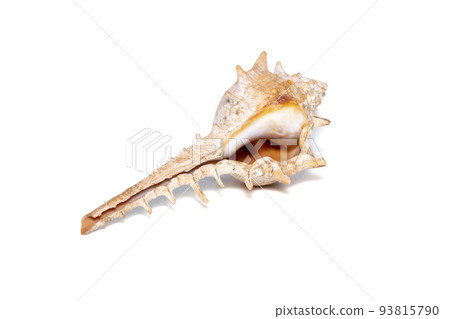 Image of thorn conch shell (murex trapa) on a white background. Undersea Animals. Sea shells. 93815790